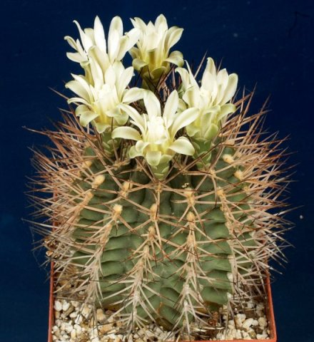 Gymnocalycium_pungens